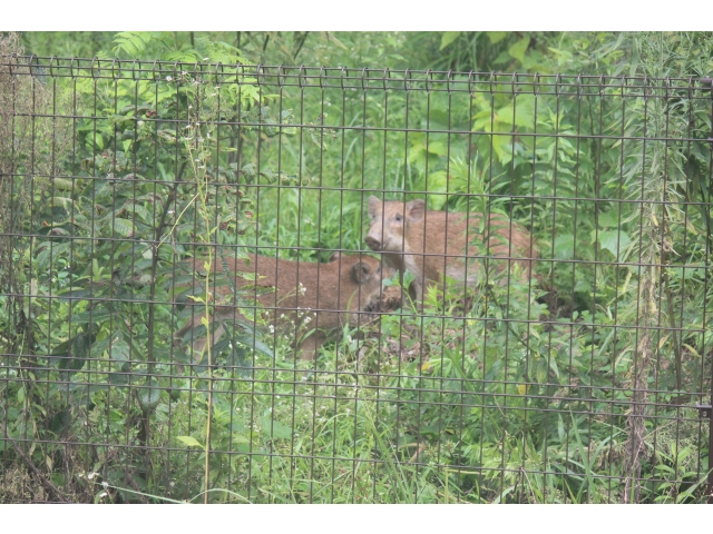 兄弟？姉妹？も仲良くお食事