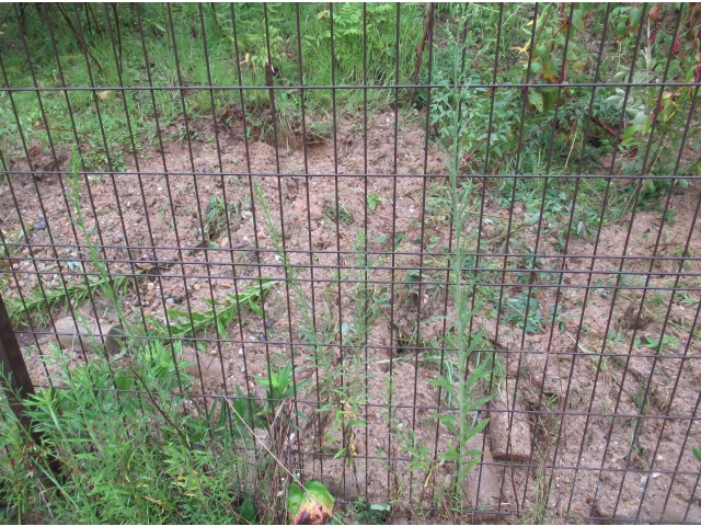 食事の後は大きな穴になってました