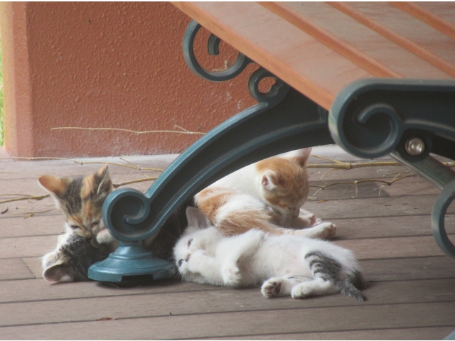 何かゴロゴロして遊んでます