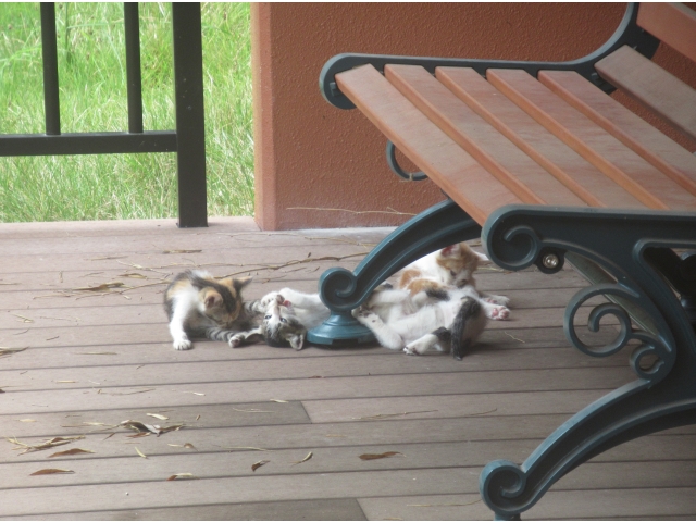 遊び疲れたかな～