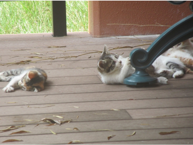 こっちでも喧嘩？いや～じゃれてます