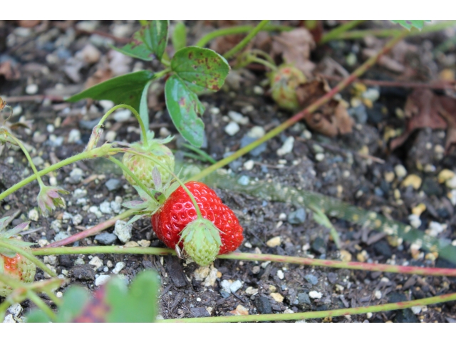 無農薬いちごです。