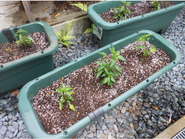 【5月31日】苗植え完了