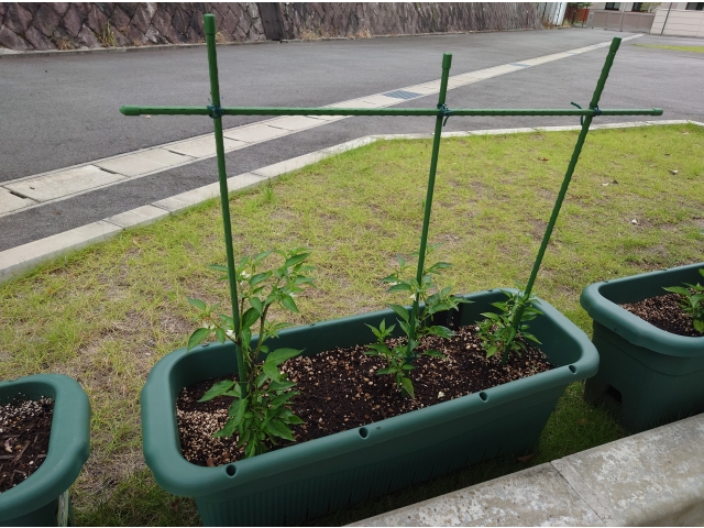 【6月20日】苗から倍以上に成長