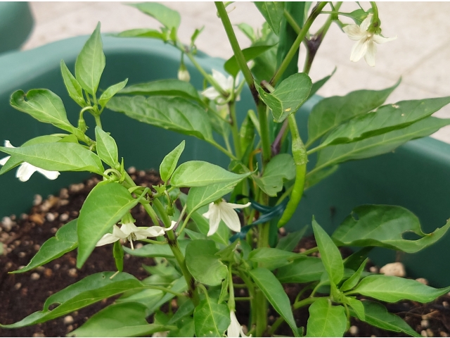 【6月20日】よく見ると小さな青い実が！