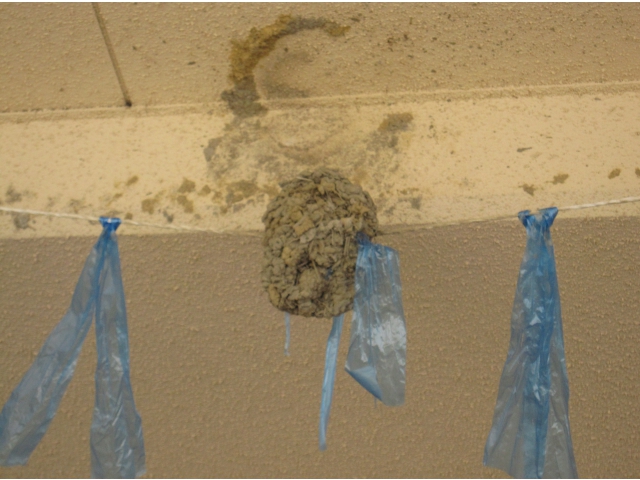 つばめは住んでるの　　かな？