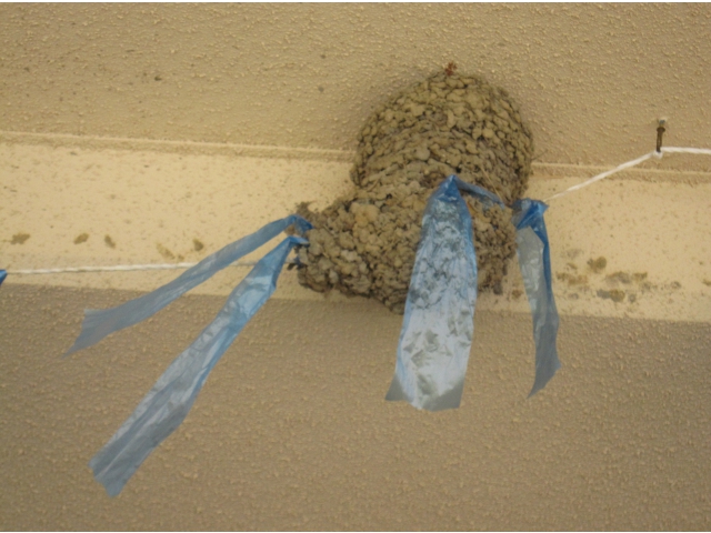 こちらは紐を土台に　　ガッチリ巣作り