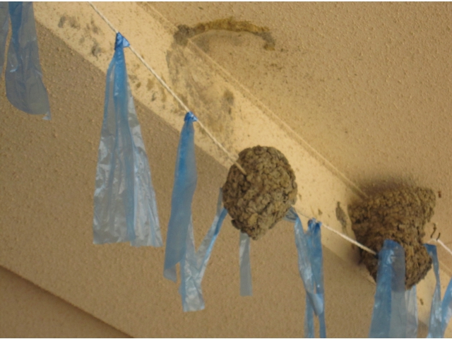 蜂の巣に見えるが　　　つばめの巣です。