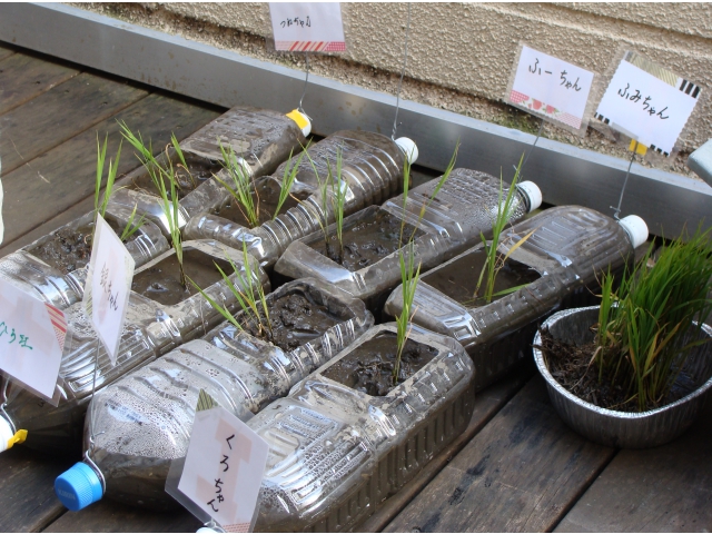 収穫まで元気に育つ　　　かな？