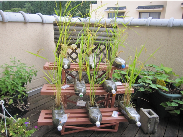 植えた全部元気に成長してます。