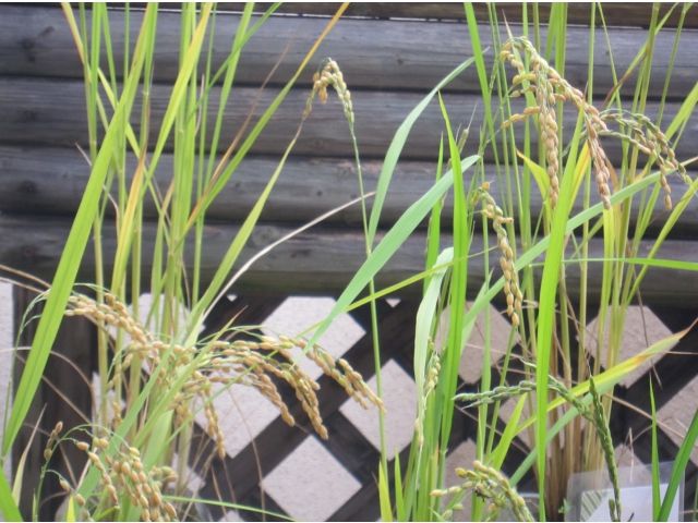 こんなに稲穂が実ってます。