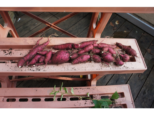 こんなに収穫が出来ました。