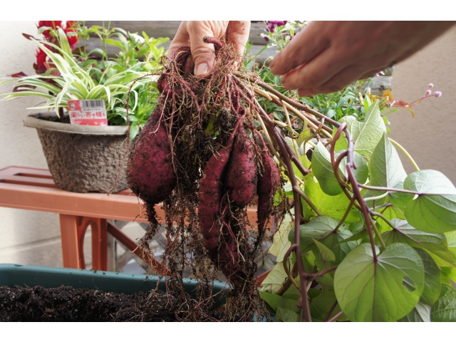 こんなに出来てるわ