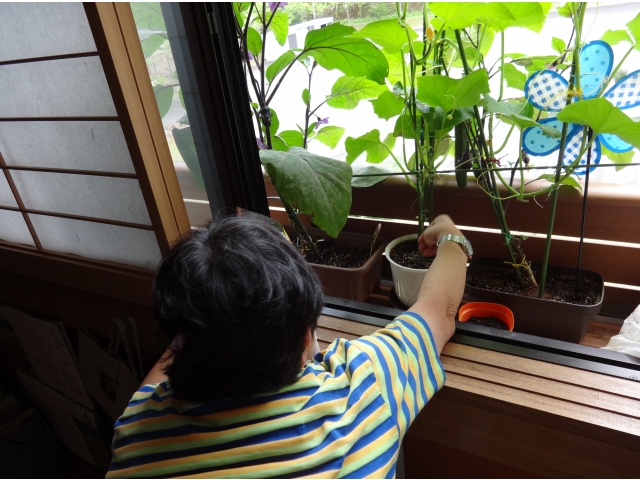 肥料をあげています