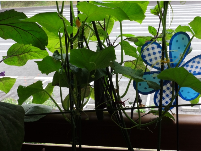 きゅうりもそろそろ収穫かな！？