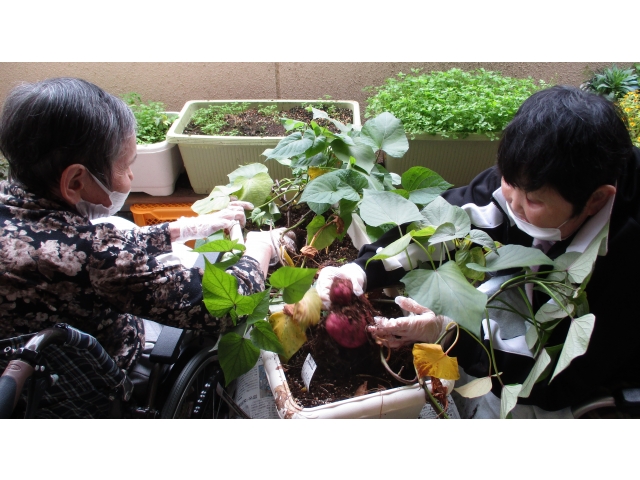 ついに土から顔を出しました！