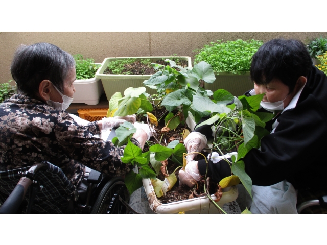 芋掘りは引き抜く瞬間が最もワクワクします