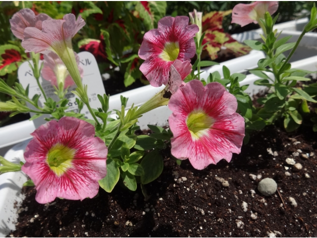 ペチュニアマーベル