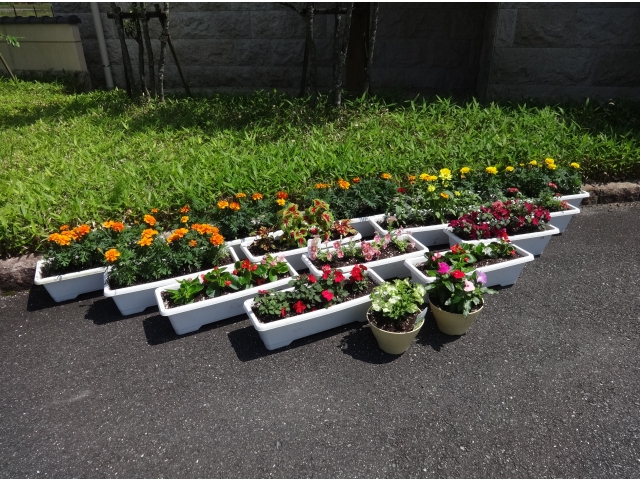 色とりどりの花です