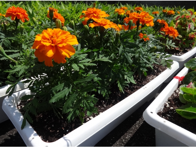 マリーゴールド