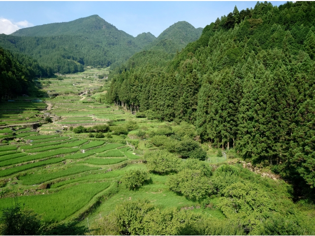 青々としたたんぼが広がっています