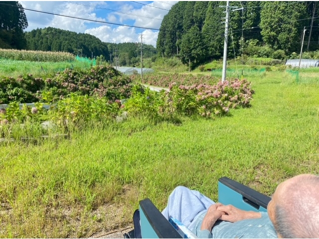 見に来れてうれしい🤣と涙を流すアジサイを植えた本人様