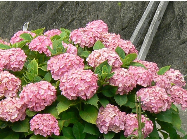 東郷苑に咲く紫陽花