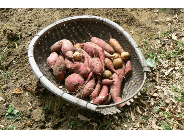 こんなに収穫できました