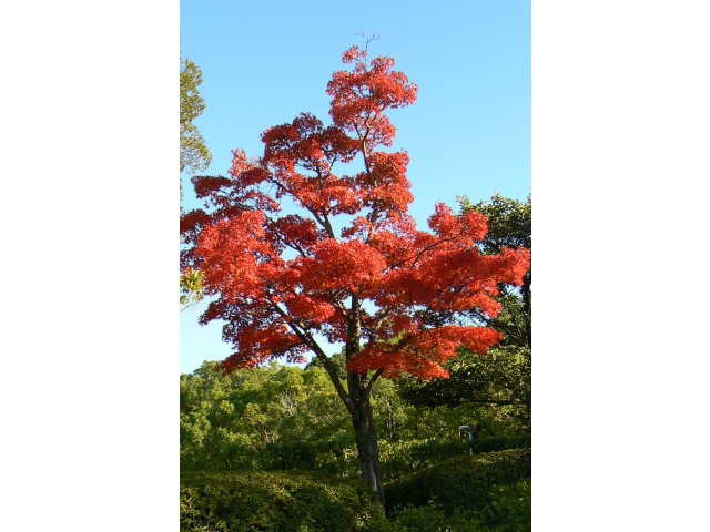 綺麗に色付いてました