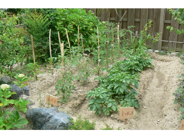 今年も野菜作りしてます