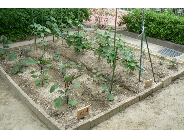 裏庭にも畑があるんです。