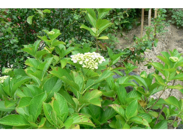 紫陽花の花が咲き始めました。
