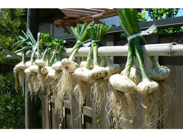 沢山獲れました