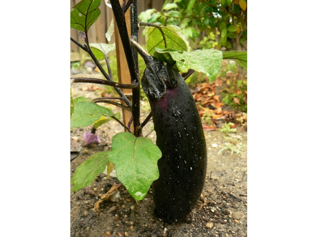 茄子もピーマンも豊作☆