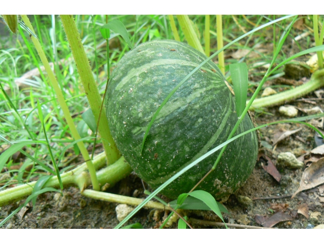 畑では、大きな南瓜ができました！