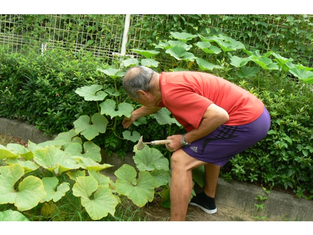 利用者様と収穫します☆