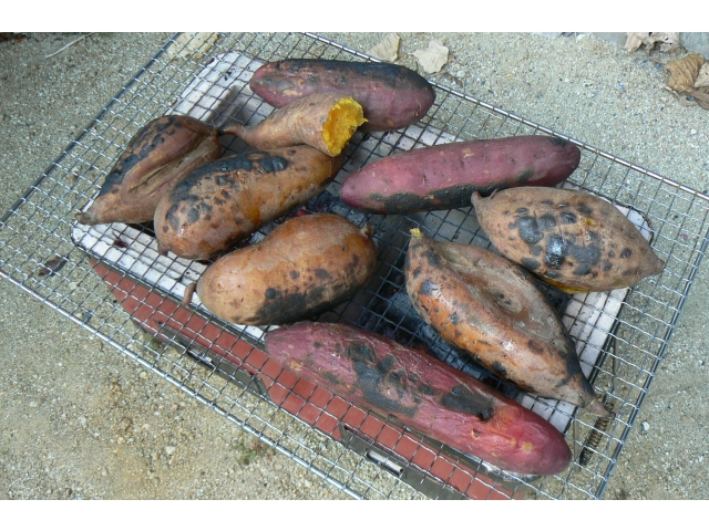 大きなさつま芋がたくさん☆