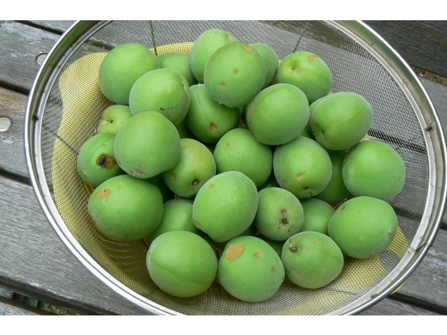 たくさん獲れました☆