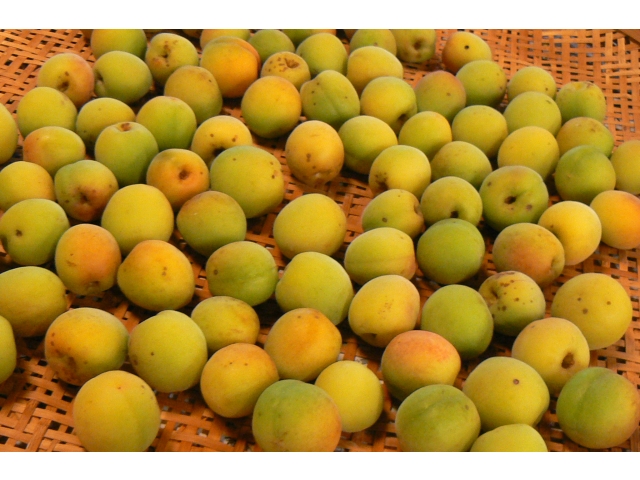 東郷庵に梅のいい香りが
漂います☺