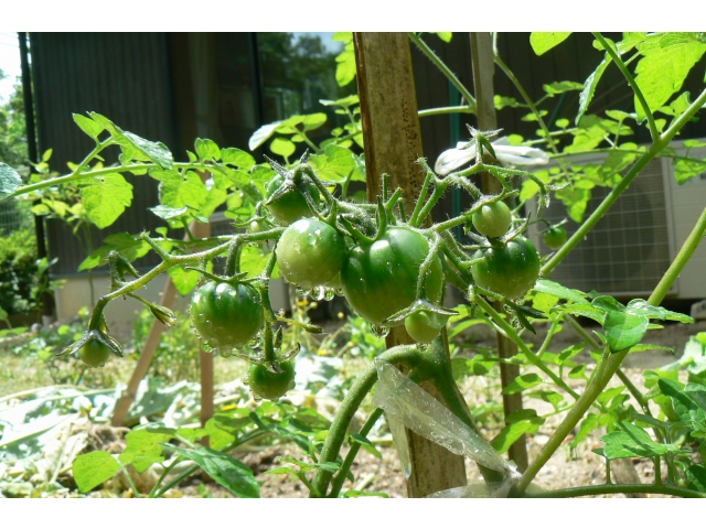 収穫が楽しみです(*^^*)