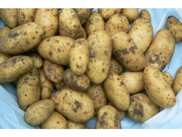 じゃが芋も
沢山獲れました✌