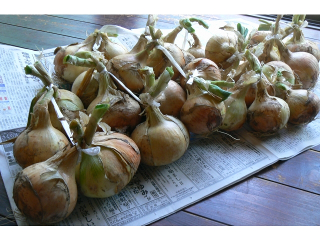 沢山とれました(*^^*)