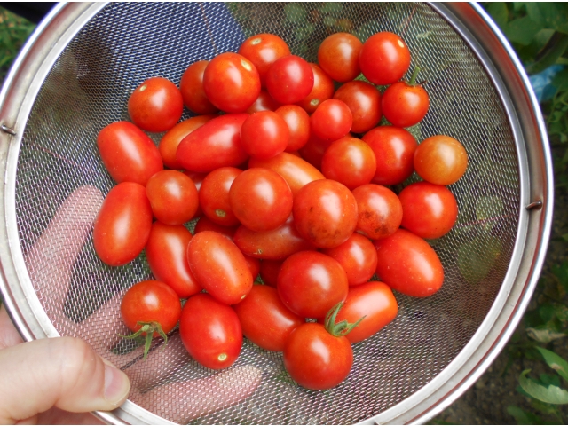 沢山採れました！