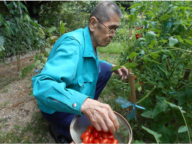 ミニトマトの収穫☆彡