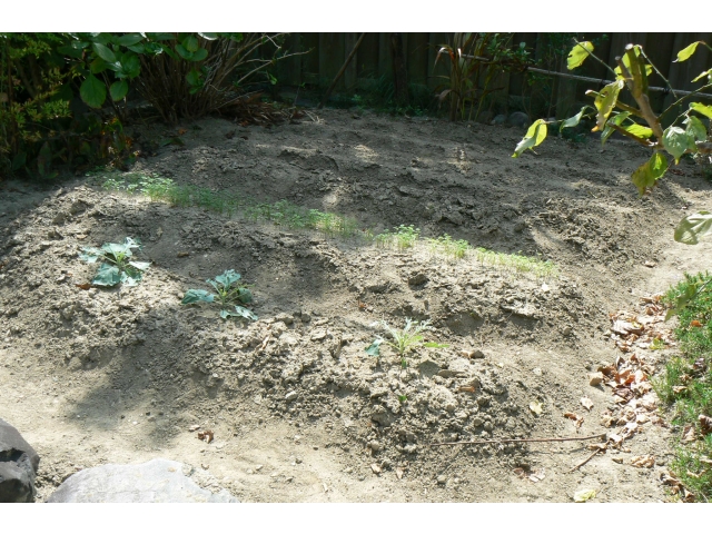 着々と大きくなっています！！