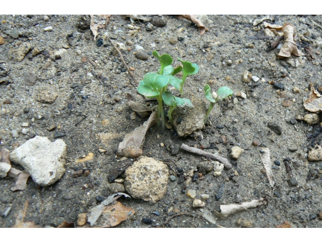 大根の芽がでました🌱