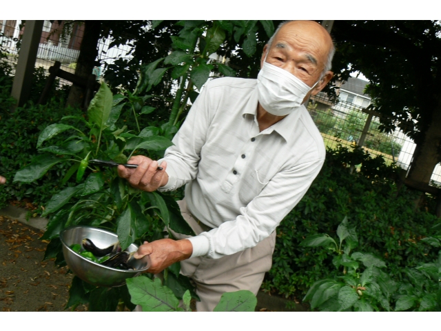 畑で野菜を収穫☆
