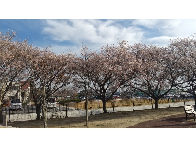 紅葉見学の帰りは四季桜が綺麗ないこまい館へ🌸