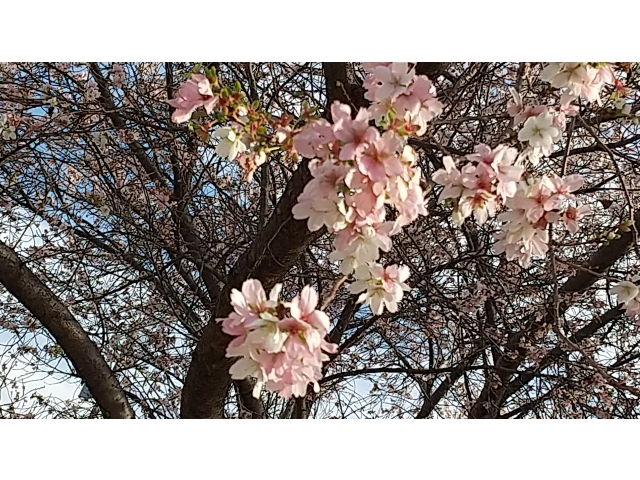 満開でした(*^^*)