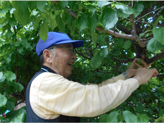大きくて綺麗な梅が沢山獲れました！！